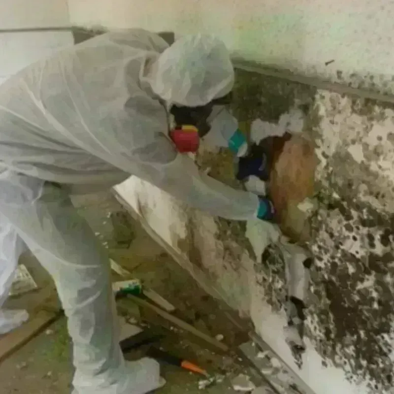 Mold Remediation and Removal in Saylorville, IA